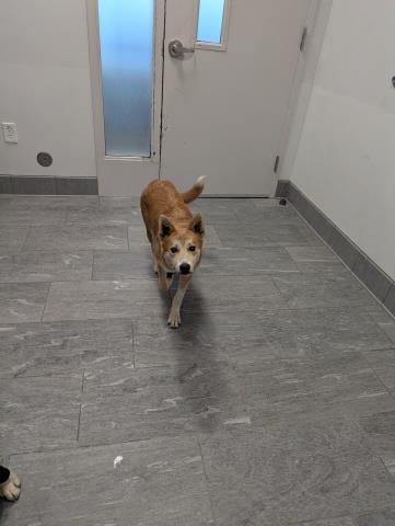 Shelter Stray Female Dog last seen RAVENA AND 16TH, 2080 S Quebec St, Denver, CO 80231, USA