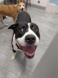 Shelter Stray Male Dog last seen RAVENA AND 16TH, 2080 S Quebec St, Denver, CO 80231, USA