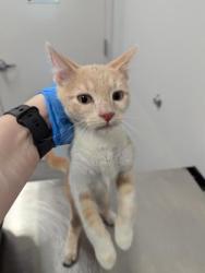 Shelter Stray Male Cat last seen Near BLOCK S MONACO PKWY, DENVER CO 80237, 2080 S Quebec St, Denver, CO 80231, USA