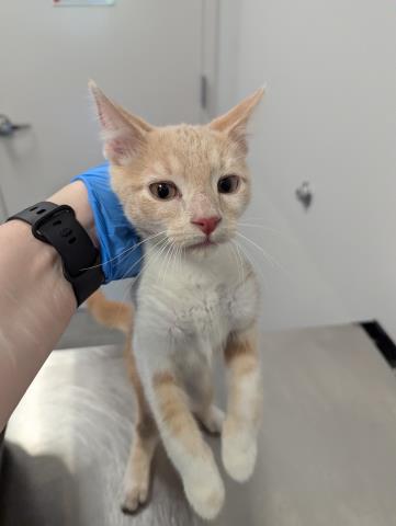 Shelter Stray Male Cat last seen Near BLOCK S MONACO PKWY, DENVER CO 80237, 2080 S Quebec St, Denver, CO 80231, USA