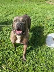 Shelter Stray Male Dog last seen Near BLOCK HARDING ST, HOLLYWOOD FL 33024, 2400 SW 42nd St, Fort Lauderdale, FL 33312, USA