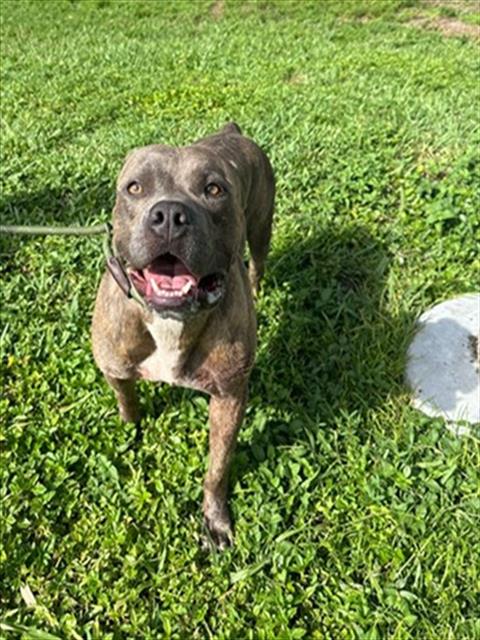 Shelter Stray Male Dog last seen Near BLOCK HARDING ST, HOLLYWOOD FL 33024, 2400 SW 42nd St, Fort Lauderdale, FL 33312, USA