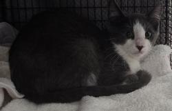 Shelter Stray Male Cat last seen , 4000 N Silverbell Rd, Tucson, AZ 85745, USA