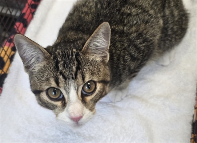 Shelter Stray Male Cat last seen , 4000 N Silverbell Rd, Tucson, AZ 85745, USA