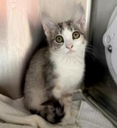 Shelter Stray Female Cat last seen , 3201 Lacy St, Los Angeles, CA 90031, USA