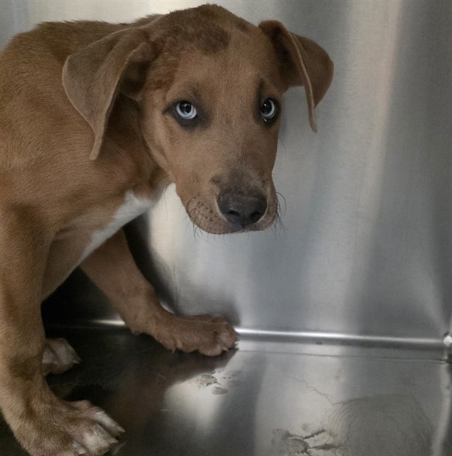 Shelter Stray Male Dog last seen , 4000 N Silverbell Rd, Tucson, AZ 85745, USA