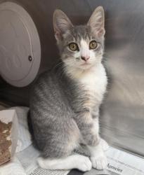 Shelter Stray Male Cat last seen , 3201 Lacy St, Los Angeles, CA 90031, USA