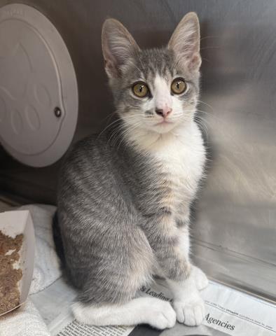 Shelter Stray Male Cat last seen , 3201 Lacy St, Los Angeles, CA 90031, USA