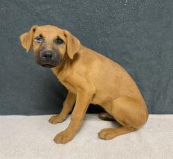 Shelter Stray Male Dog last seen , 38550 Sierra Hwy, Palmdale, CA 93550, USA