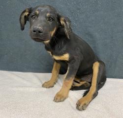 Shelter Stray Male Dog last seen , 38550 Sierra Hwy, Palmdale, CA 93550, USA