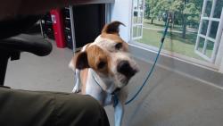 Shelter Stray Female Dog last seen 160E BRITTON, 1419 Bryant St, San Francisco, CA 94103, USA