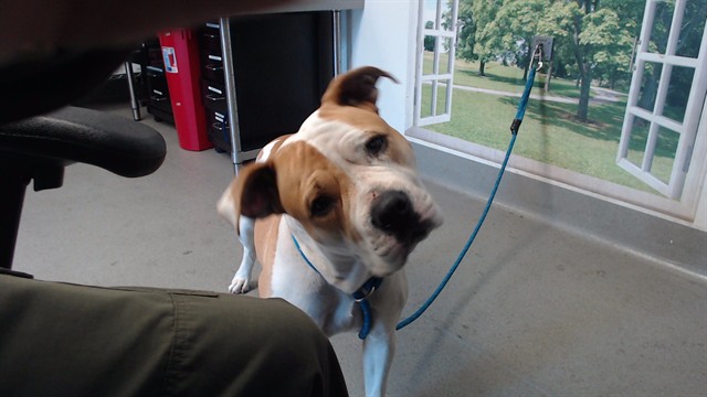 Shelter Stray Female Dog last seen 160E BRITTON, 1419 Bryant St, San Francisco, CA 94103, USA