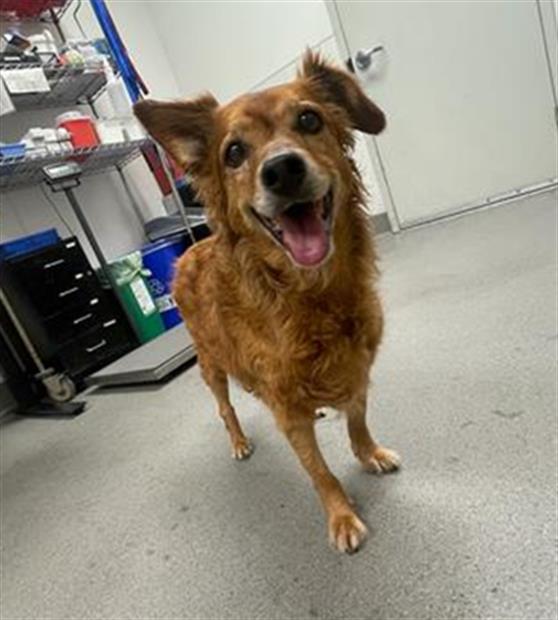 Shelter Stray Female Dog last seen 37TH X LINCOLN, 1419 Bryant St, San Francisco, CA 94103, USA