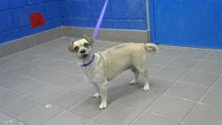 Shelter Stray Female Dog last seen Near BLOCK HERMOSA, 8920 Lomas Blvd NE, Albuquerque, NM 87112, USA