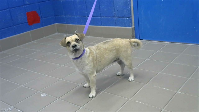 Shelter Stray Female Dog last seen Near BLOCK HERMOSA, 8920 Lomas Blvd NE, Albuquerque, NM 87112, USA