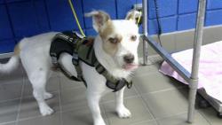 Shelter Stray Male Dog last seen PAN AMERICAN/PASEO DEL NORTE, 8920 Lomas Blvd NE, Albuquerque, NM 87112, USA