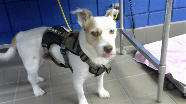 Shelter Stray Male Dog last seen PAN AMERICAN/PASEO DEL NORTE, 8920 Lomas Blvd NE, Albuquerque, NM 87112, USA
