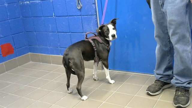 Shelter Stray Female Dog last seen PAN AMERICAN/PASEO DEL NORTE, 8920 Lomas Blvd NE, Albuquerque, NM 87112, USA