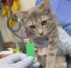 Shelter Stray Female Cat last seen , 600 Aviation Dr, Camarillo, CA 93010, USA