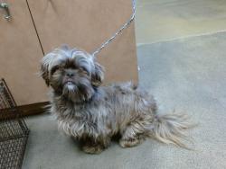 Shelter Stray Male Dog last seen BRADSHAW RD/FOLSOM BLVD, 95827, 3839 Bradshaw Rd, Sacramento, CA 95827, USA