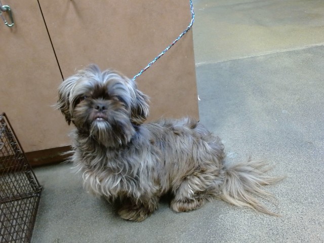 Shelter Stray Male Dog last seen BRADSHAW RD/FOLSOM BLVD, 95827, 3839 Bradshaw Rd, Sacramento, CA 95827, USA