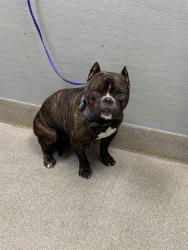 Shelter Stray Male Dog last seen Near BLOCK KYLE CANYON RD, LAS VEGAS NV 89124, 655 N Mojave Rd, Las Vegas, NV 89101, USA