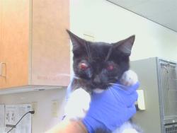 Shelter Stray Female Cat last seen BAIRD WY/AUBURN BLVD, 95610, 3839 Bradshaw Rd, Sacramento, CA 95827, USA