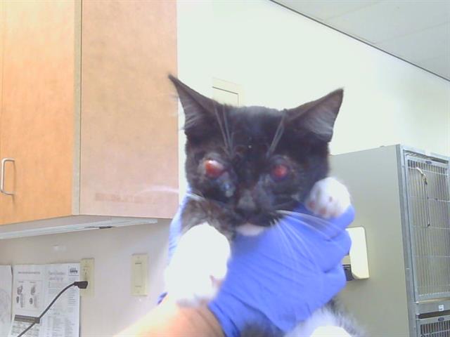 Shelter Stray Female Cat last seen BAIRD WY/AUBURN BLVD, 95610, 3839 Bradshaw Rd, Sacramento, CA 95827, USA