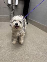Shelter Stray Male Dog last seen Near BLOCK ROYAL VICTORIA DR, LAS VEGAS NV 89178, 655 N Mojave Rd, Las Vegas, NV 89101, USA