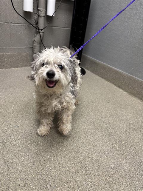 Shelter Stray Male Dog last seen Near BLOCK ROYAL VICTORIA DR, LAS VEGAS NV 89178, 655 N Mojave Rd, Las Vegas, NV 89101, USA