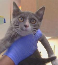 Shelter Stray Female Cat last seen HACKBERRY LN/MARCOS CT, 95841, 3839 Bradshaw Rd, Sacramento, CA 95827, USA