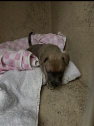 Shelter Stray Female Dog last seen OFFICER IS UNABLE TO READ GOOD SAM HANDWRITING, 3528 Newburg Rd, Louisville, KY 40218, USA