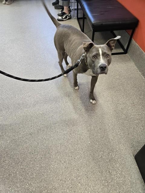 Shelter Stray Female Dog last seen Near BLOCK HENNRIETTA AVE, 3528 Newburg Rd, Louisville, KY 40218, USA