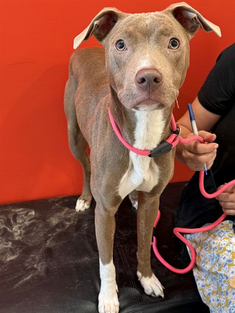 Shelter Stray Female Dog last seen Near BLOCK PHYLLIS AVENUE, 3528 Newburg Rd, Louisville, KY 40218, USA