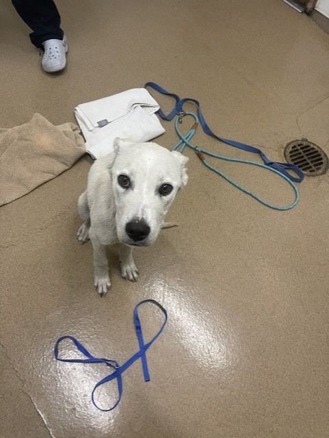 Shelter Stray Male Dog last seen DUMPED IN FRONT OF SHELTER, 16 Barnes Ct, Hayward, CA 94544, USA