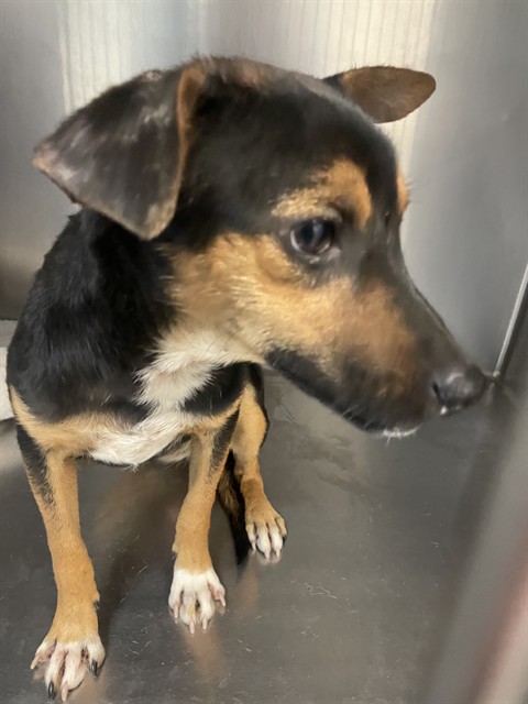 Shelter Stray Female Dog last seen Near BLOCK SHELLIE LN, HEMET, CA, 581 S Grand Ave, San Jacinto, CA 92582, USA