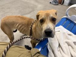Shelter Stray Female Dog last seen FLORIN PERKINS RD & FOLSOM BLVD, 2127 Front St, Sacramento, CA 95818, USA