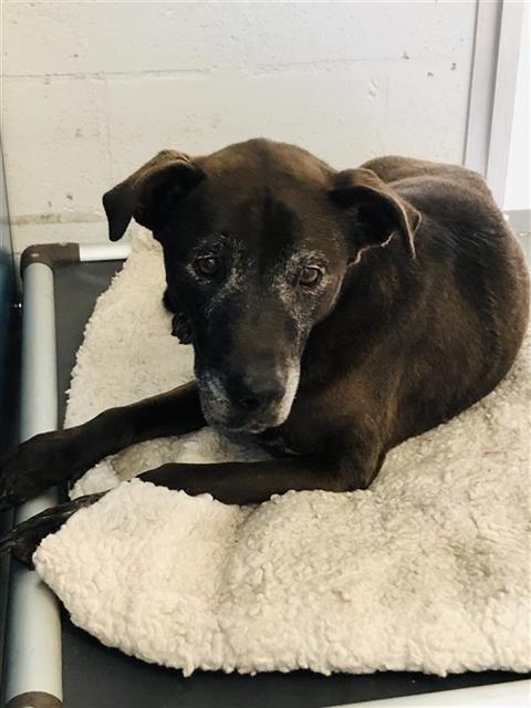 Shelter Stray Female Dog last seen Near BLOCK E SHIELDS AVE, FRESNO CA 93726 5313, 5277 E Airways Blvd, Fresno, CA 93727, USA