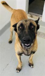 Shelter Stray Male Dog last seen Near BLOCK E MICHIGAN AVE, FRESNO CA 93703 1420, 5277 E Airways Blvd, Fresno, CA 93727, USA