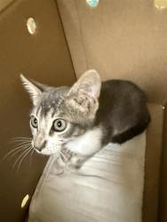 Shelter Stray Male Cat last seen WINDCLOUD AVE & GRACE AVE, 2127 Front St, Sacramento, CA 95818, USA