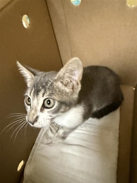Shelter Stray Male Cat last seen WINDCLOUD AVE & GRACE AVE, 2127 Front St, Sacramento, CA 95818, USA