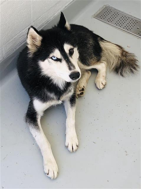 Shelter Stray Male Dog last seen Near BLOCK N FRIANT RD, FRESNO CA 93720, 5277 E Airways Blvd, Fresno, CA 93727, USA