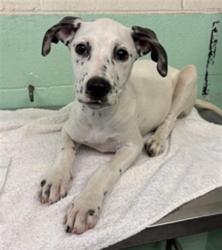 Shelter Stray Female Dog last seen 24TH ST & LARAMORE WAY, 2127 Front St, Sacramento, CA 95818, USA