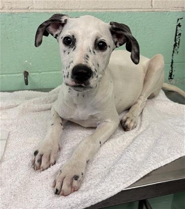 Shelter Stray Female Dog last seen 24TH ST & LARAMORE WAY, 2127 Front St, Sacramento, CA 95818, USA