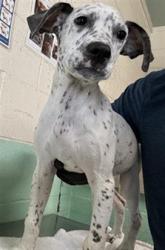 Shelter Stray Male Dog last seen 24TH ST & LARAMORE WAY, 2127 Front St, Sacramento, CA 95818, USA
