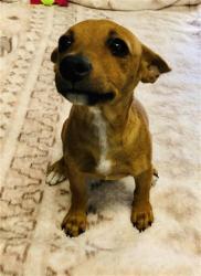 Shelter Stray Female Dog last seen Near BLOCK E OLIVE AVE, FRESNO CA 93727 2500, 5277 E Airways Blvd, Fresno, CA 93727, USA