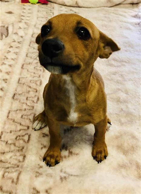 Shelter Stray Female Dog last seen Near BLOCK E OLIVE AVE, FRESNO CA 93727 2500, 5277 E Airways Blvd, Fresno, CA 93727, USA