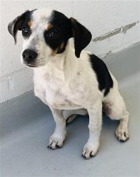 Shelter Stray Female Dog last seen Near BLOCK E WELDON AVE, FRESNO CA 93703, 5277 E Airways Blvd, Fresno, CA 93727, USA