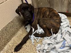 Shelter Stray Female Dog last seen Near BLOCK E BOULDER ST, COLORADO SPRINGS, CO 80909, 610 Abbot Ln, Colorado Springs, CO 80905, USA