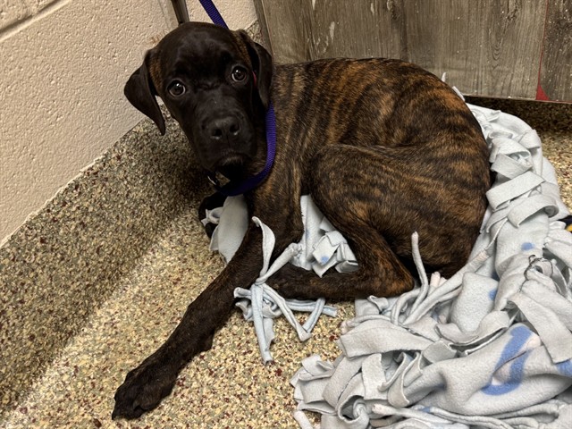 Shelter Stray Female Dog last seen Near BLOCK E BOULDER ST, COLORADO SPRINGS, CO 80909, 610 Abbot Ln, Colorado Springs, CO 80905, USA